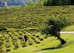 7-летний ребенок с особенностями здоровья сломал позвоночник на конной прогулке в Сочи
