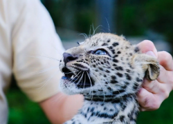 В Сочи детеныши леопарда получили имена