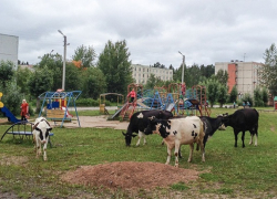Чью человеческую жизнь спас теленок