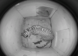 Сочинцам предложили выбрать имя для детеныша переднеазиатского леопарда