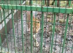 Для животных в Сочи будет работать зимний зоорезорт