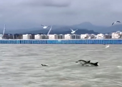 Дельфинов с уникальным окрасом заметили у берегов Сочи