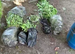  На пасеке в Сочи изъяли 94 куста конопли