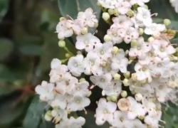 Множество цветущих растений в парке «Дендрарий» Сочи запечатлели на видео 