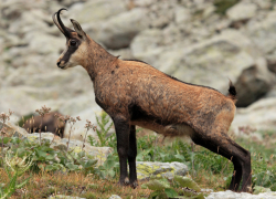 В горах Сочи спасли молодую серну