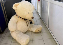 Медведя с сигаретами задержали таможенники Сочи