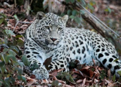 За 5 лет погибло 4 редких леопарда  — один из них убит браконьерами в Абхазии