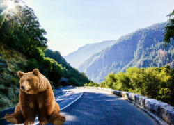 На сочинских горных дорогах могут появиться пешеходные переходы для медведей