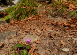 Цикламены распустились в канун зимы в Сочи