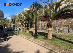 Новые пальмы появились по улице Навагинской в Сочи