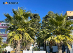 Теплая и солнечная погода будет в Сочи в первую неделю зимы