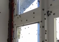 Мраморные клопы снова атаковали Сочи