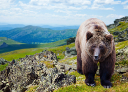 В Сочи решают, как бороться с нашествием медведей