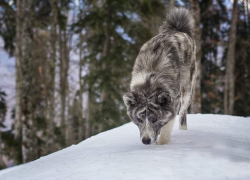 Спасатели:работа ,день за днем