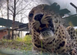 В нацпарке Сочи подготавливают вольеры к появлению детенышей леопардов