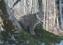 Центр восстановления леопардов станет туристическим объектом 