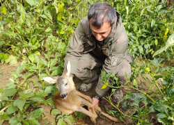 В Сочи спасли косуленка, забравшегося во двор жилого дома