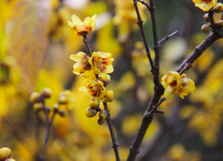 В Сочи зацвело карамельное дерево