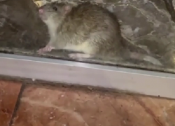 Крысы атаковали пекарню в центре Сочи