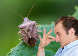 Ученый рассказал, почему у Сочи не получается эффективно бороться с клопами