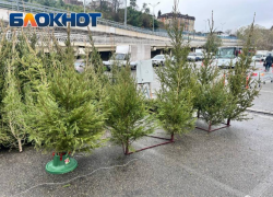 Всего один пункт сбора елей открыли в Сочи, вместо пяти