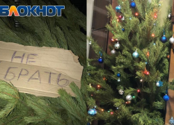 Советы для жителей Сочи от специалистов, которые назвали 5 главных признаков качественно «живой» ели