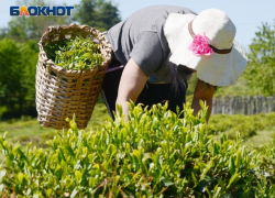 Сочинский чай за год стал дороже на 10%