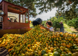 Рекордный урожай мандаринов собрали на территории Сочи