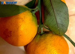 Россиянам рассказали, сколько мандаринов можно вывозить из Абхазии