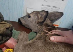 Беременную косулю  жители Сочи не оставили в опасности