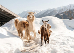 Альпаки с редким цветом родились в парке Сочи