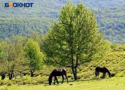 Загоны для лошадей построят в сочинском приюте для бездомных животных