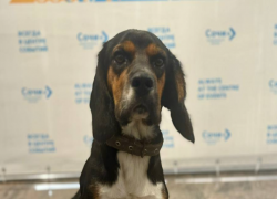 Сочинский Хатико, найденный в аэропорту, вернулся домой