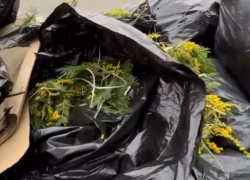 Продавцы бросили мешки с мимозой на таможенном пункте Псоу Сочи