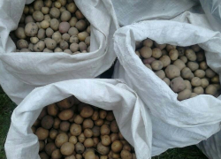 На прилавки хотят пустить картофельную мелочь