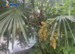 10 миллионов рублей заплатит жительница Сочи за вырубку деревьев