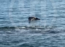 Мертвая лошадь плавала в море у берегов Сочи