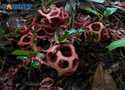 Краснокнижные грибы выросли в сочинском парке «Дендрарий» 
