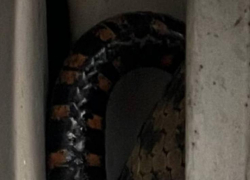 Жители Сочи обнаружили змею в своем автомобиле 
