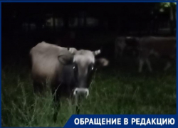 «Стыдно перед туристами за Сочи»: бесхозное стадо пугает жителей микрорайона Мацеста
