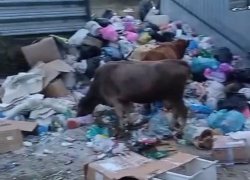 Коровы атаковали свалку, которая образовалась из-за проблем с вывозом мусора в Сочи