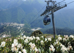 В горах Сочи начался пик цветения ядовитых рододендронов