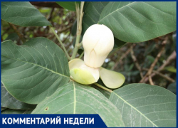 «Выскочки среагировали на теплую погоду»: сотрудник Кавказского заповедника о ноябрьском цветении магнолии