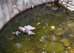 Жители Лазаревского района просят администрацию Сочи преобразить безобразный сквер