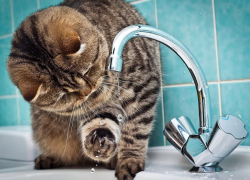 Пенная вечеринка отменяется