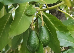 Сбор урожая авокадо начался на уникальной плантации в Сочи 