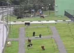 Коровы съели «Аллею памяти» около школы в Сочи