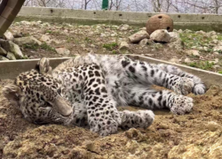 Котенок леопарда, родившийся в Сочи, получил новый вольер 