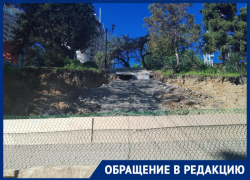  «Не осталось и следа»: в Сочи уничтожили знаменитую мимозу на Приморской набережной