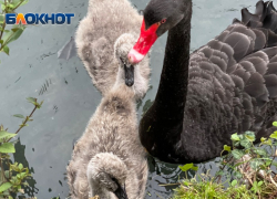 Черные лебеди в сочинском парке стали родителями 